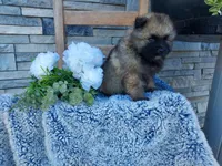 Stevie, a female Keeshond for sale in Montgomery, IN – 1 of 2