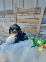 Marlin, a male Cocker Spaniel for sale in Montgomery, IN – Photo 1 of 4