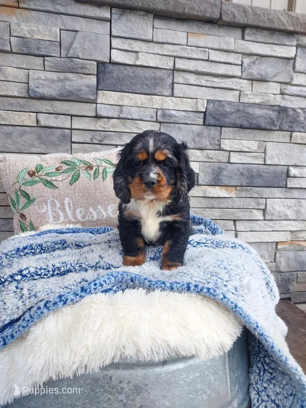 Marlin – Cocker Spaniel puppy for sale in Montgomery, IN