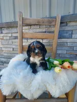 Marlin, a male Cocker Spaniel for sale in Montgomery, IN – Photo 4 of 4
