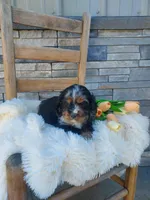 Marlin, a male Cocker Spaniel for sale in Montgomery, IN – Photo 2 of 4