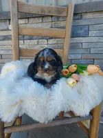 Marlin, a male Cocker Spaniel for sale in Montgomery, IN – Photo 3 of 4