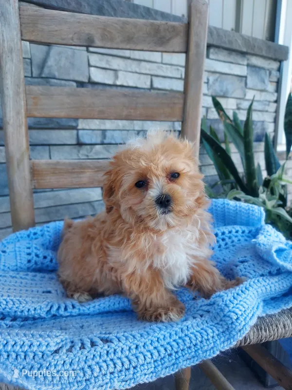 Liam – Maltipoo puppy for sale in Montgomery, IN