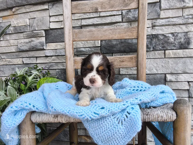 Samuel – Cocker Spaniel puppy for sale in Montgomery, IN