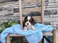 Samuel, a male Cocker Spaniel for sale in Montgomery, IN – 1 of 3