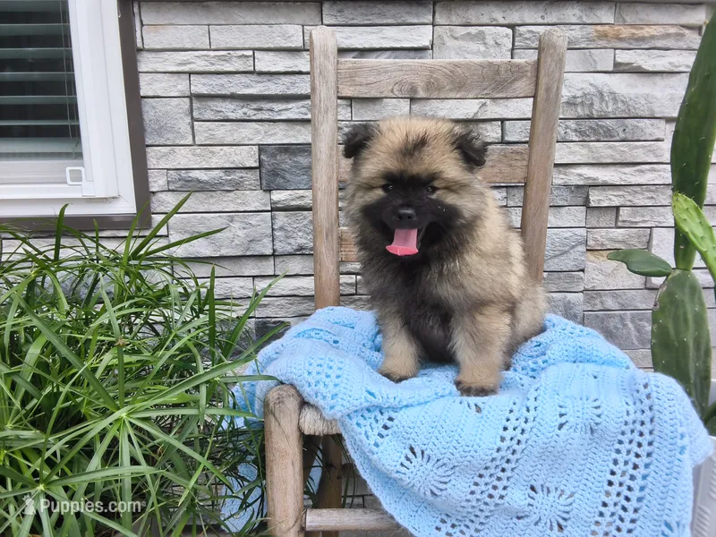 Devon – Keeshond puppy for sale in Montgomery, IN