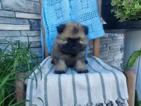 Devon, a male Keeshond for sale in Montgomery, IN – 1 of 3