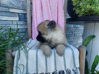 Dianne, a male Keeshond for sale in Montgomery, IN – 3 of 3