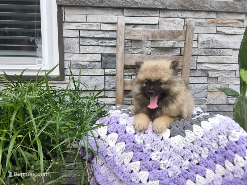 Shanna – Keeshond puppy for sale in Montgomery, IN