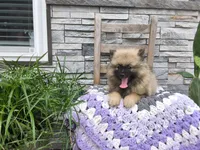 Shanna, a female Keeshond for sale in Montgomery, IN – 1 of 3