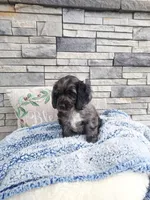 Milo, a male Cocker Spaniel for sale in Montgomery, IN – 2 of 4