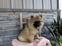 Dianne, a male Keeshond for sale in Montgomery, IN – 1 of 4