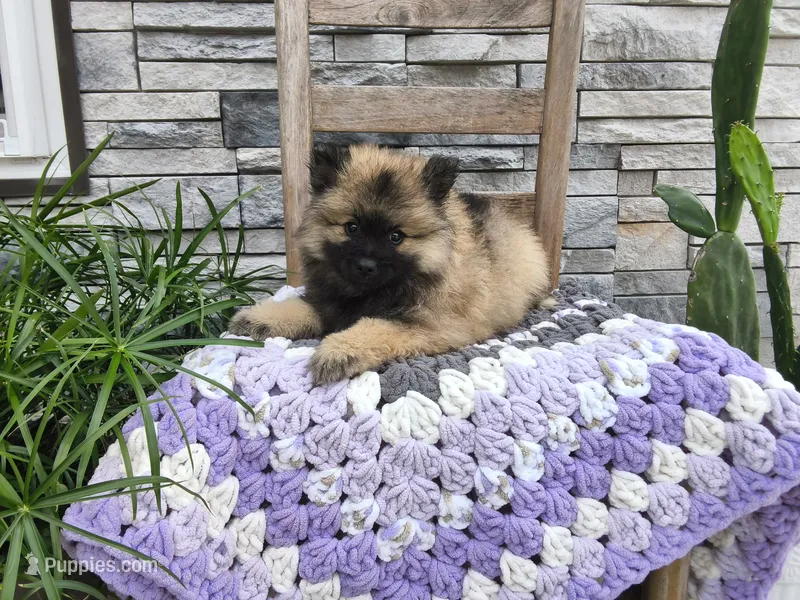 Dinah – Keeshond puppy for sale in Montgomery, IN
