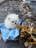 Caleb, a male Pomeranian for sale in Montgomery, IN – 4 of 6
