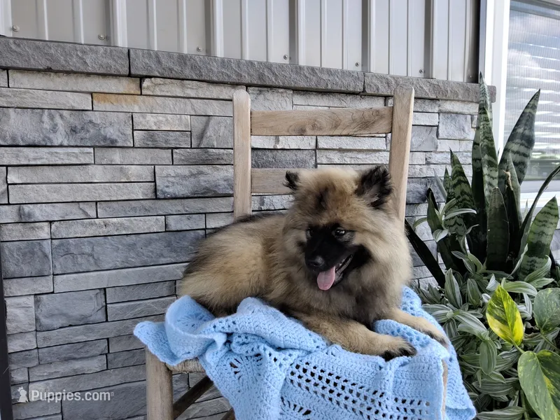 Devon – Keeshond puppy for sale in Montgomery, IN