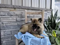 Devon, a male Keeshond for sale in Montgomery, IN – 1 of 5