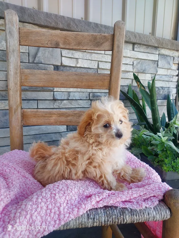 Lana – Maltipoo puppy for sale in Montgomery, IN