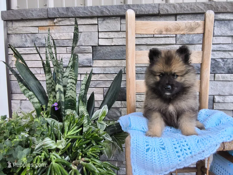 Cooper – Keeshond puppy for sale in Montgomery, IN