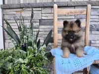 Cooper, a male Keeshond for sale in Montgomery, IN – 1 of 3