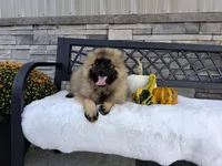 Donnie, a male Keeshond for sale in Montgomery, IN – 3 of 4