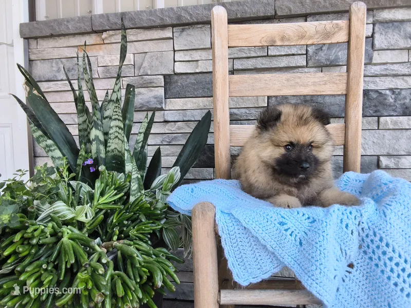 Chase – Keeshond puppy for sale in Montgomery, IN