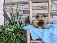 Chase, a male Keeshond for sale in Montgomery, IN – 1 of 3
