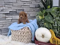 Ezekial, a male Poodle - Miniature  for sale in Montgomery, IN – 2 of 3