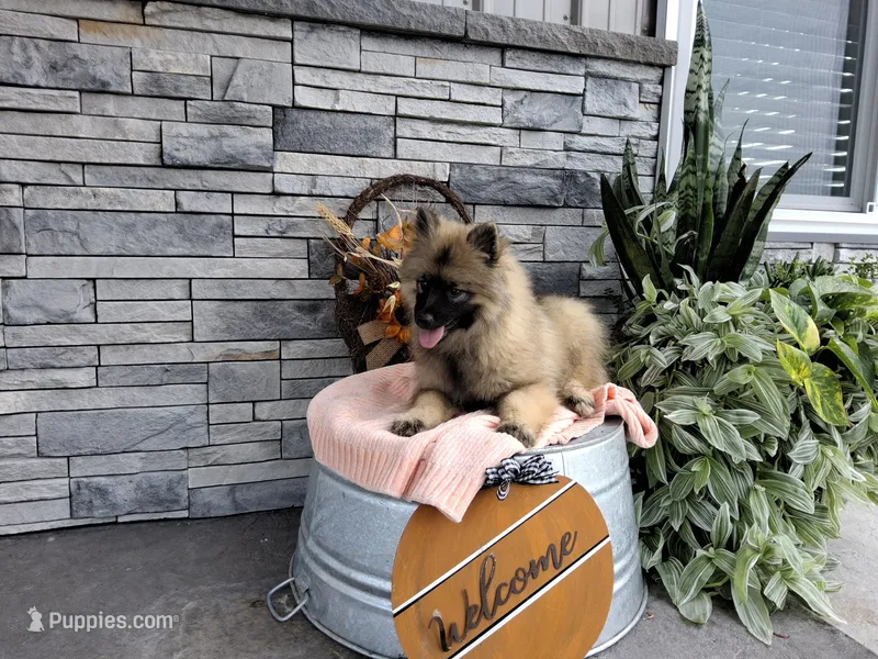 Dinah – Keeshond puppy for sale in Montgomery, IN