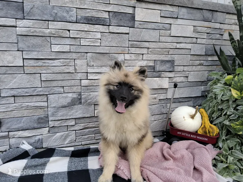 Deanna – Keeshond puppy for sale in Montgomery, IN