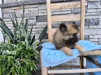 Cooper, a male Keeshond for sale in Montgomery, IN – 2 of 3