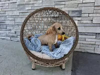 Sammy, a male Maltipoo for sale in Montgomery, IN – 2 of 2