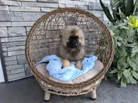 Donnie, a male Keeshond for sale in Montgomery, IN – 2 of 3