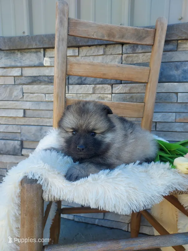 Angel – Keeshond puppy for sale in Montgomery, IN