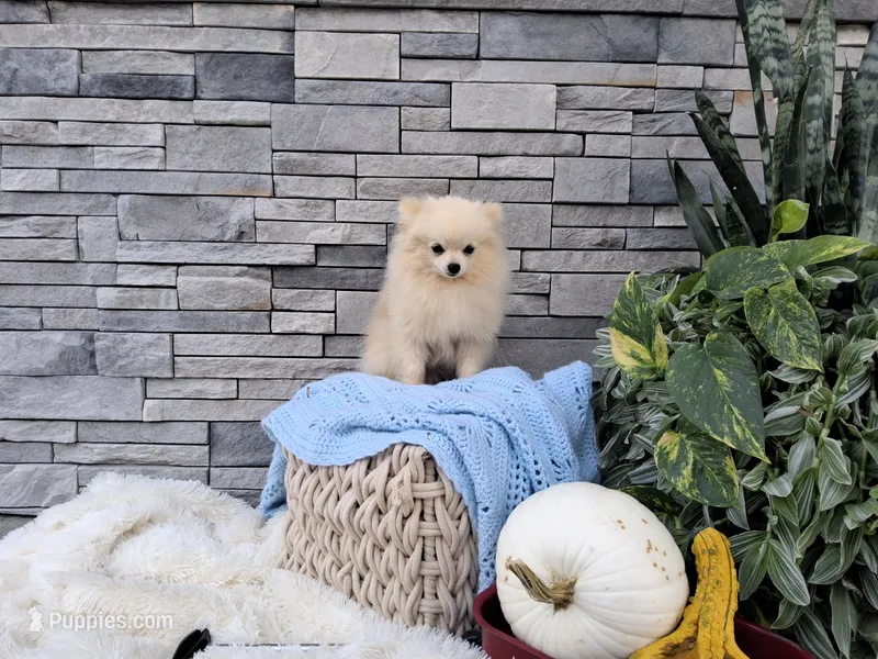 Hunter – Pomeranian puppy for sale in Montgomery, IN