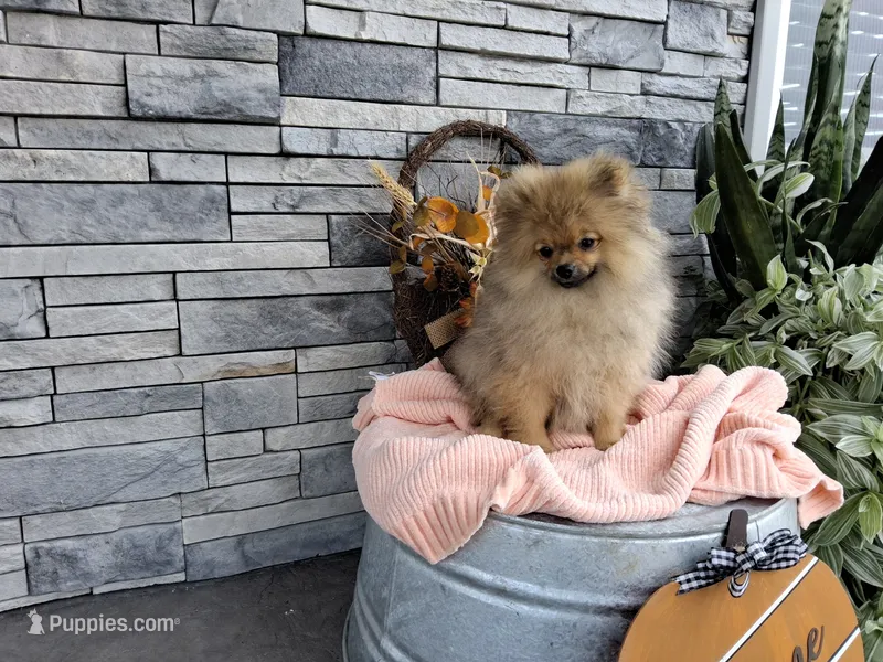 Sherry – Pomeranian puppy for sale in Montgomery, IN