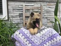 Shaylee, a female Keeshond for sale in Montgomery, IN – 2 of 3