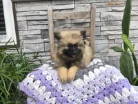Shaylee, a female Keeshond for sale in Montgomery, IN – 1 of 3