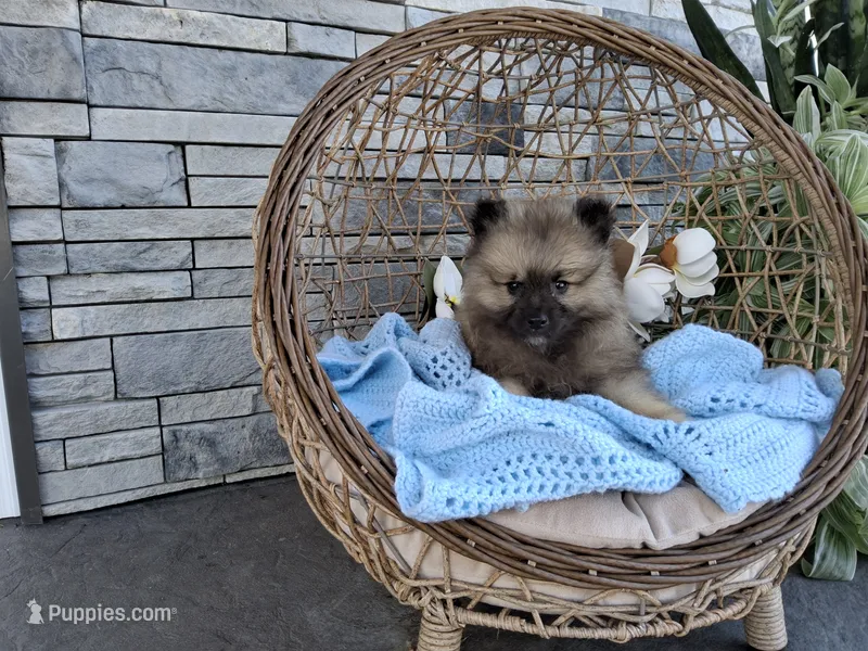 Carson – Keeshond puppy for sale in Montgomery, IN