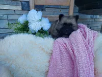Shannia, a female Keeshond for sale in Montgomery, IN – 2 of 2