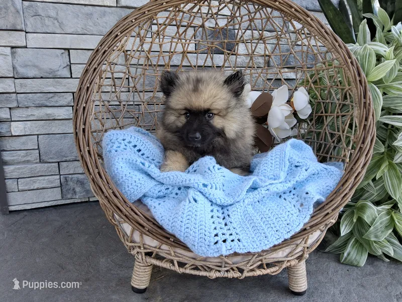 Darrin – Keeshond puppy for sale in Montgomery, IN