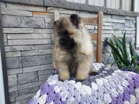 Alyse, a female Keeshond for sale in Montgomery, IN – 2 of 3
