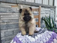 Alyse, a female Keeshond for sale in Montgomery, IN – 1 of 3