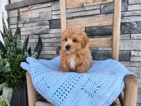 Sammy, a male Maltipoo for sale in Montgomery, IN – 2 of 3