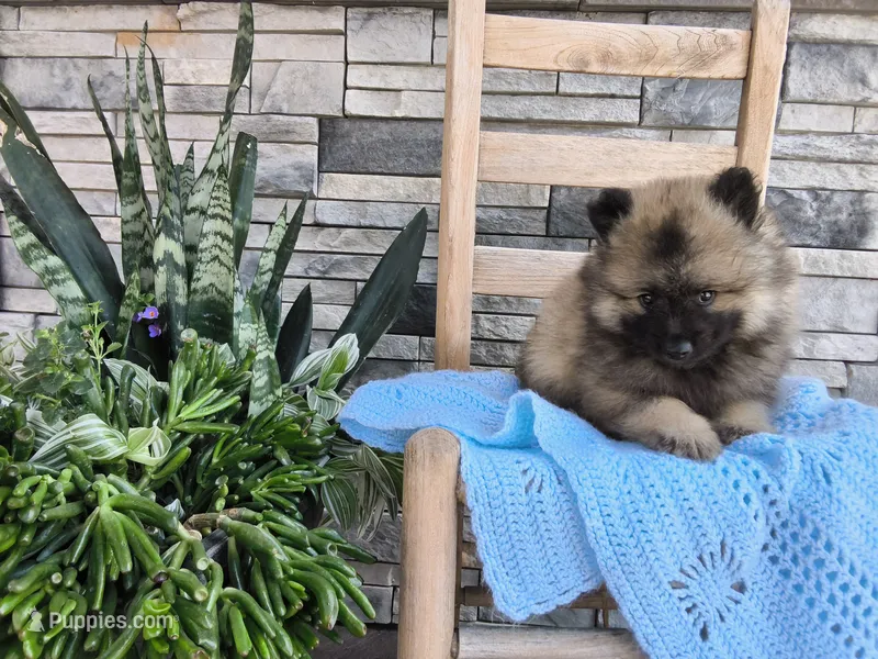 Caleb – Keeshond puppy for sale in Montgomery, IN