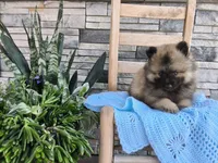 Caleb, a male Keeshond for sale in Montgomery, IN – 1 of 3