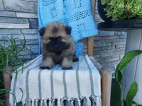 Devon, a male Keeshond for sale in Montgomery, IN – 2 of 3