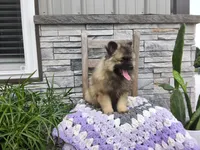 Susan, a female Keeshond for sale in Montgomery, IN – 3 of 3