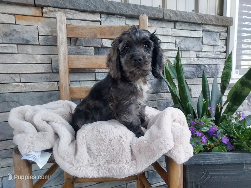 Milo – Cocker Spaniel puppy for sale in Montgomery, IN