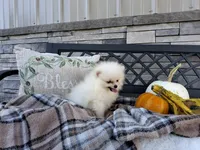 Caleb, a male Pomeranian for sale in Montgomery, IN – 6 of 6