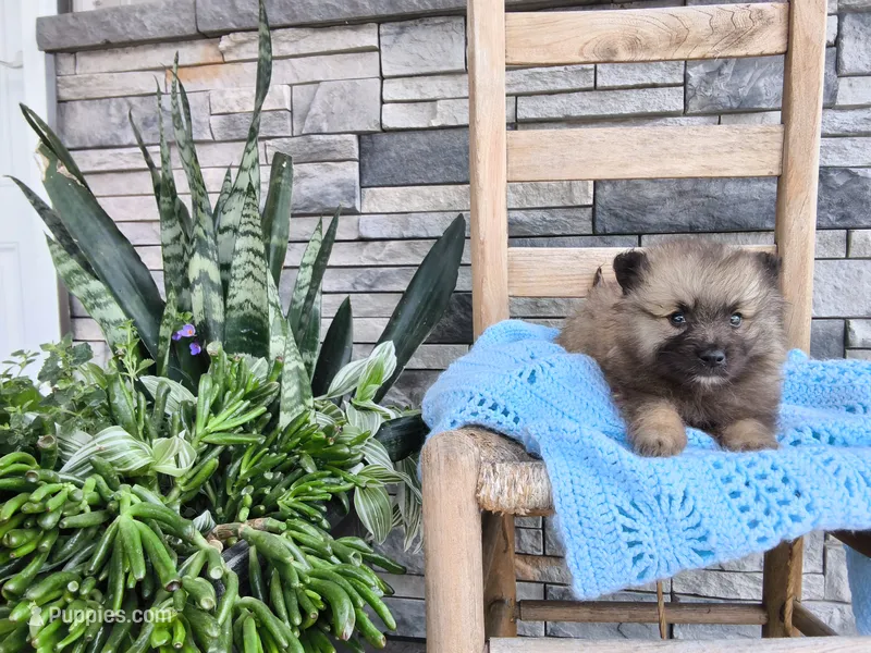 Carson – Keeshond puppy for sale in Montgomery, IN